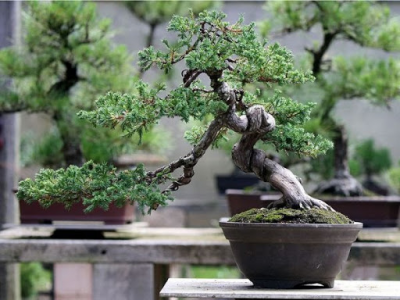 Cách chọn và tạo dạng trồng cây bonsai
