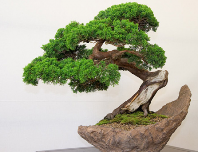 Những quy tắc trong nghệ thuật bonsai